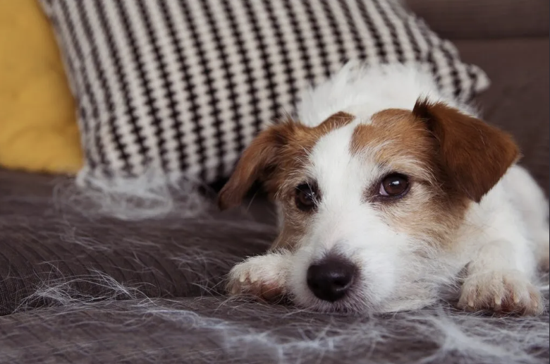Hund ligger på sofa med løs pels