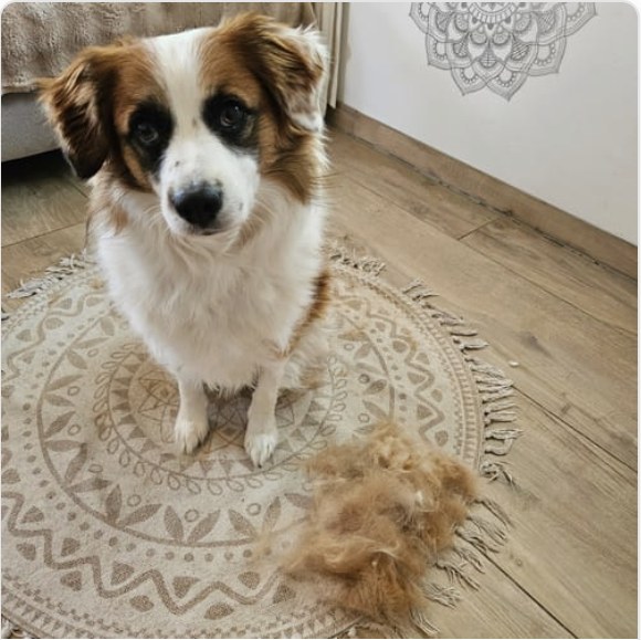 Hund med løs pels samlet etter børsting